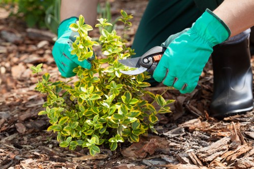 Worker wearing PPE performing hedge trimming