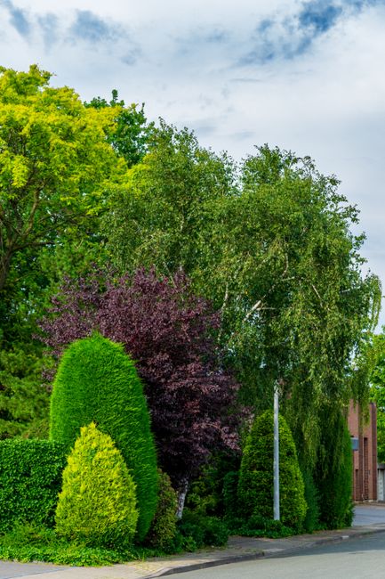 A quiet residential street in Morden with a straight asphalt road flanked by well-maintained garden hedges and trees. On the left side, a tall, leafy tree provides shade, casting a shadow on the pavem