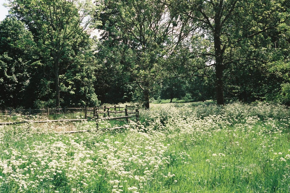 A lush, grassy landscape within Morden Hall Park, featuring a vibrant green lawn bordered by flower-filled garden beds with clusters of small white flowers and tall leafy plants. Several mature trees 